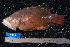  ( - NBE0076)  @11 [ ] No Rights Reserved  Unspecified Unspecified