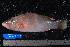  ( - NBE0077)  @12 [ ] No Rights Reserved  Unspecified Unspecified