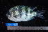  ( - NBE0184)  @13 [ ] No Rights Reserved  Unspecified Unspecified