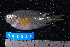  ( - NBE0242)  @13 [ ] No Rights Reserved  Unspecified Unspecified