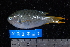  (Neopomacentrus sororius - NBE0247)  @14 [ ] No Rights Reserved  Unspecified Unspecified