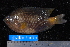  ( - NBE1015)  @13 [ ] No Rights Reserved  Unspecified Unspecified