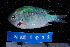  ( - NBE1074)  @13 [ ] No Rights Reserved  Unspecified Unspecified