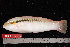  (Halichoeres scapularis - NBE1266)  @14 [ ] No Rights Reserved  Unspecified Unspecified