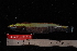  ( - NBE1310)  @12 [ ] No Rights Reserved  Unspecified Unspecified