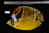  ( - REU1611)  @13 [ ] No Rights Reserved  Unspecified Unspecified