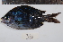  (Abudefduf margariteus - REU0925)  @14 [ ] No Rights Reserved  Unspecified Unspecified
