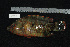 (Cheilinus - REU146-1)  @14 [ ] No Rights Reserved  Unspecified Unspecified