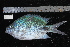  ( - REU195-1)  @13 [ ] No Rights Reserved  Unspecified Unspecified