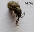  ( - SC16)  @11 [ ] Copyright (2013) PHCDBS Paul Hebert Centre for DNA Barcoding and Biodiversity Studies