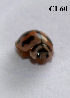  ( - CL60)  @12 [ ] Copyright (2013) PHCDBS Paul Hebert Centre for DNA Barcoding and Biodiversity Studies