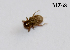  (Pachnephorus - MZ68)  @13 [ ] Copyright (2013) PHCDBS Paul Hebert Centre for DNA Barcoding and Biodiversity Studies