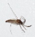  ( - V11MO9)  @12 [ ] Copyright (2013) Dr.G.D. Khedkar Paul Hebert Center for DNA Barcoding and Biodiversity Studies