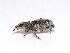  ( - W7BO73)  @12 [ ] Copyright (2013) Dr.G.D. Khedkar Paul Hebert Center for DNA Barcoding and Biodiversity Studies