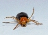  (Monolepta sp - W7BO74)  @12 [ ] Copyright (2013) Dr.G.D. Khedkar Paul Hebert Center for DNA Barcoding and Biodiversity Studies
