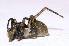  ( - M2JA8)  @12 [ ] Copyright (2013) Dr.G.D. Khedkar Paul Hebert Center for DNA Barcoding and Biodiversity Studies
