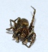  ( - M2JA8)  @12 [ ] Copyright (2013) Dr.G.D. Khedkar Paul Hebert Center for DNA Barcoding and Biodiversity Studies