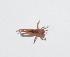  ( - V11MO40)  @12 [ ] Copyright (2013) Dr.G.D. Khedkar Paul Hebert Center for DNA Barcoding and Biodiversity Studies