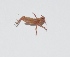  ( - V11MO40)  @12 [ ] Copyright (2013) Dr.G.D. Khedkar Paul Hebert Center for DNA Barcoding and Biodiversity Studies