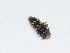  ( - M3HA13)  @12 [ ] Copyright (2013) Dr.G.D. Khedkar Paul Hebert Center for DNA Barcoding and Biodiversity Studies