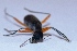  ( - V1LO14)  @12 [ ] Copyright (2013) Dr.G.D. Khedkar Paul Hebert Center for DNA Barcoding and Biodiversity Studies