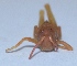  ( - V1LO27)  @12 [ ] Copyright (2013) Dr.G.D. Khedkar Paul Hebert Center for DNA Barcoding and Biodiversity Studies