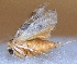  ( - V9SA10)  @12 [ ] Copyright (2013) Dr.G.D. Khedkar Paul Hebert Center for DNA Barcoding and Biodiversity Studies