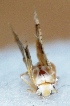  ( - V9SA10)  @12 [ ] Copyright (2013) Dr.G.D. Khedkar Paul Hebert Center for DNA Barcoding and Biodiversity Studies