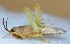  ( - V9SA14)  @13 [ ] Copyright (2013) Dr.G.D. Khedkar Paul Hebert Center for DNA Barcoding and Biodiversity Studies