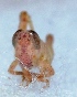  ( - V9SA27)  @12 [ ] Copyright (2013) Dr.G.D. Khedkar Paul Hebert Center for DNA Barcoding and Biodiversity Studies