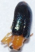  ( - V9SA30)  @12 [ ] Copyright (2013) Dr.G.D. Khedkar Paul Hebert Center for DNA Barcoding and Biodiversity Studies