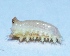  ( - V9SA42)  @12 [ ] Copyright (2013) Dr.G.D. Khedkar Paul Hebert Center for DNA Barcoding and Biodiversity Studies