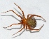  (Nesticodes - M9KE67)  @14 [ ] Copyright (2013) Dr.G.D. Khedkar Paul Hebert Center for DNA Barcoding and Biodiversity Studies