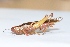  (Oxya fuscovittata - PH1)  @13 [ ] Copyright (2013) Dr.G.D. Khedkar Paul Hebert Center for DNA Barcoding and Biodiversity Studies