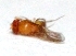  ( - W5BH6)  @12 [ ] Copyright (2013) Dr.G.D. Khedkar Paul Hebert Center for DNA Barcoding and Biodiversity Studies