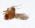  ( - W5BH6)  @12 [ ] Copyright (2013) Dr.G.D. Khedkar Paul Hebert Center for DNA Barcoding and Biodiversity Studies