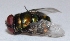  ( - W5BH9)  @12 [ ] Copyright (2013) Dr.G.D. Khedkar Paul Hebert Center for DNA Barcoding and Biodiversity Studies