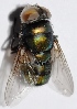  ( - SICFA2)  @12 [ ] Copyright (2015) PHCDBS Paul Hebert Center for DNA Barcoding and Biodiversity Studies