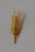  ( - KT2)  @12 [ ] Copyright (2013) Dr.G.D. Khedkar Paul Hebert Center for DNA Barcoding and Biodiversity Studies