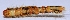 ( - W5BH23)  @12 [ ] Copyright (2013) Dr.G.D. Khedkar Paul Hebert Center for DNA Barcoding and Biodiversity Studies
