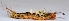  ( - W5BH27)  @12 [ ] Copyright (2013) Dr.G.D. Khedkar Paul Hebert Center for DNA Barcoding and Biodiversity Studies