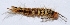  ( - W5BH27)  @12 [ ] Copyright (2013) Dr.G.D. Khedkar Paul Hebert Center for DNA Barcoding and Biodiversity Studies