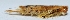 ( - W5BH30)  @12 [ ] Copyright (2013) Dr.G.D. Khedkar Paul Hebert Center for DNA Barcoding and Biodiversity Studies