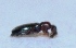  ( - M4HI22)  @12 [ ] Copyright (2013) Dr.G.D. Khedkar Paul Hebert Center for DNA Barcoding and Biodiversity Studies