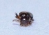  ( - M4HI22)  @12 [ ] Copyright (2013) Dr.G.D. Khedkar Paul Hebert Center for DNA Barcoding and Biodiversity Studies
