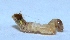  ( - M5MU15)  @12 [ ] Copyright (2013) Dr.G.D. Khedkar Paul Hebert Center for DNA Barcoding and Biodiversity Studies