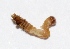 ( - M5MU15)  @12 [ ] Copyright (2013) Dr.G.D. Khedkar Paul Hebert Center for DNA Barcoding and Biodiversity Studies