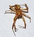  ( - VK33)  @13 [ ] Copyright (2013) Dr.G.D. Khedkar Paul Hebert Center for DNA Barcoding and Biodiversity Studies