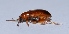  ( - VK35)  @12 [ ] Copyright (2013) Dr.G.D. Khedkar Paul Hebert Center for DNA Barcoding and Biodiversity Studies