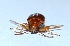 ( - VK35)  @12 [ ] Copyright (2013) Dr.G.D. Khedkar Paul Hebert Center for DNA Barcoding and Biodiversity Studies
